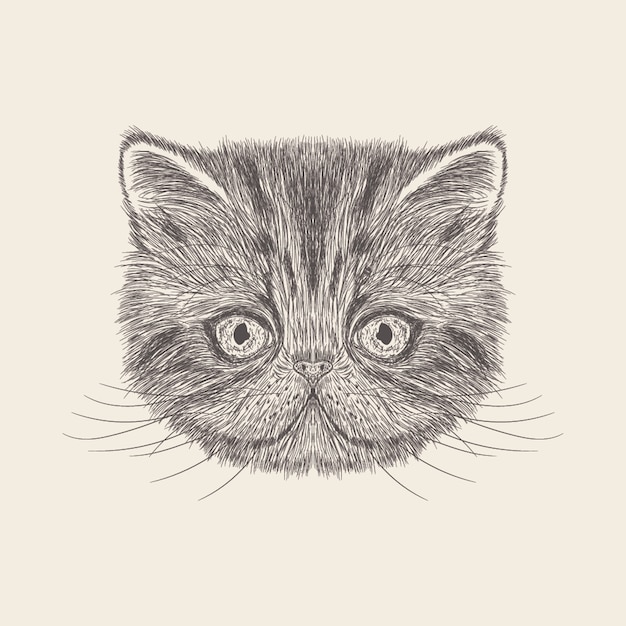 Cat illustration of hand drawn design.