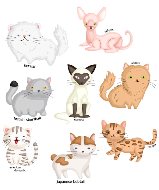 Cat Types