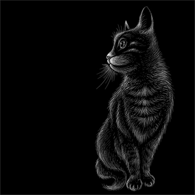 Cat with black background.