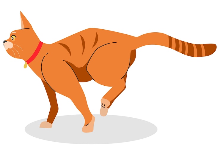 A cat with a red collar walks in front of a white background.