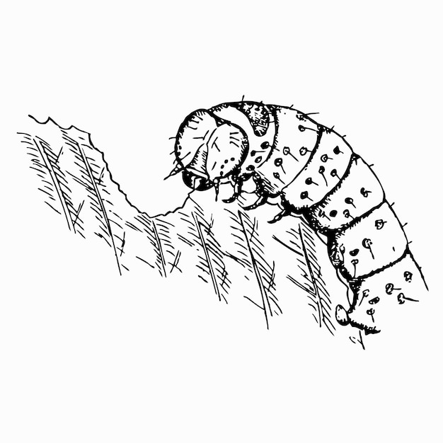 Caterpillar mangia foglia