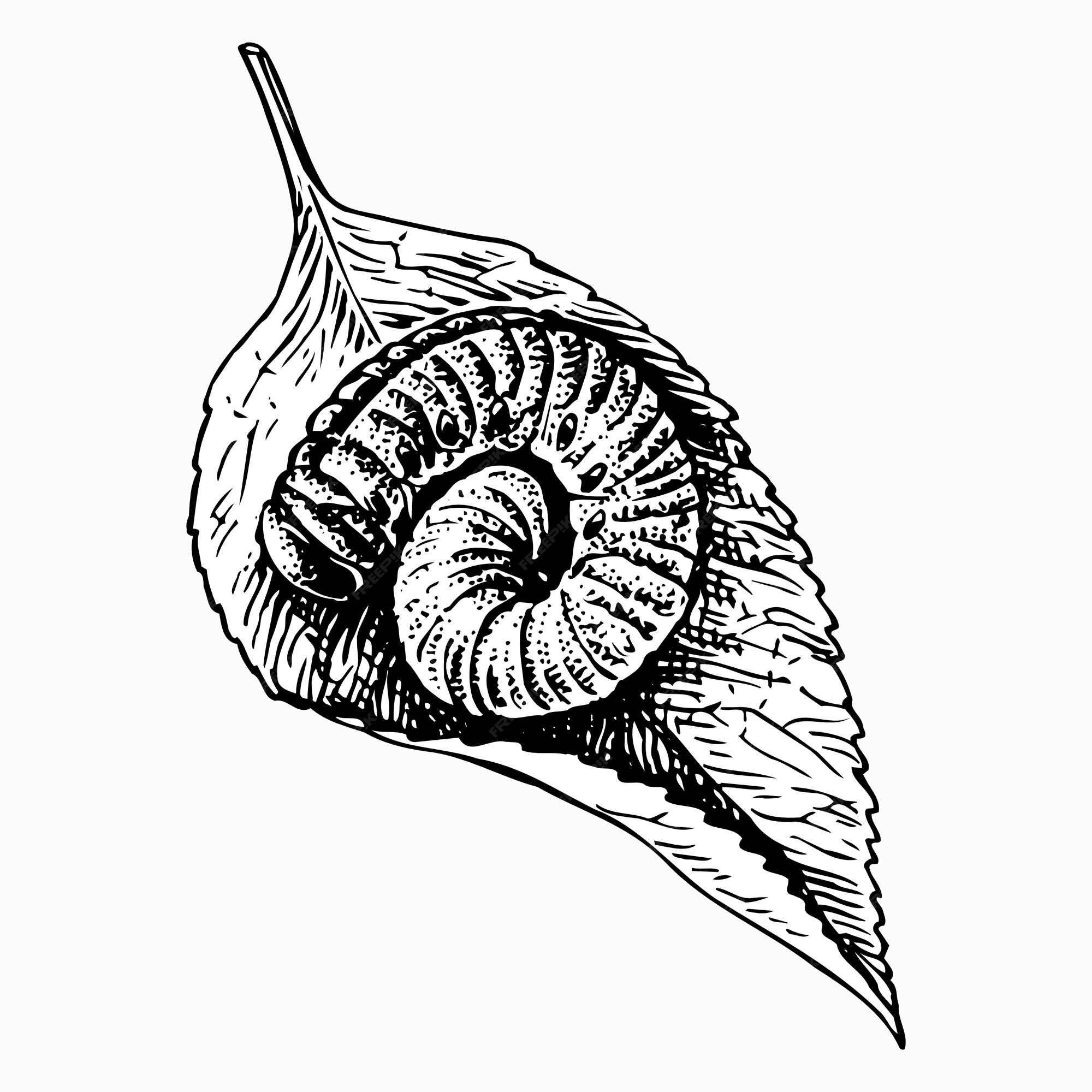 Premium Vector Caterpillar On A Leaf premium-vector-caterpillar-on-a-leaf