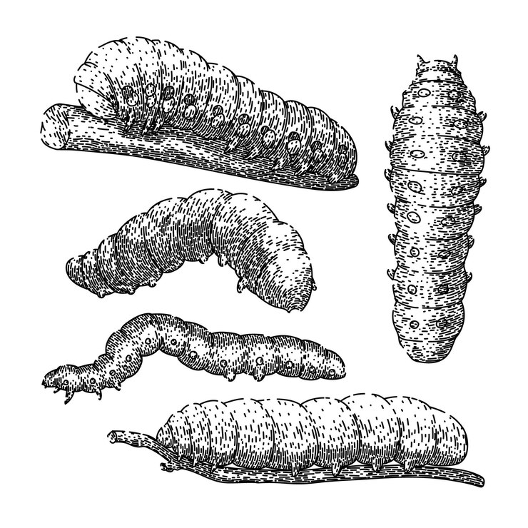 Vector caterpillar set sketch hand drawn vector