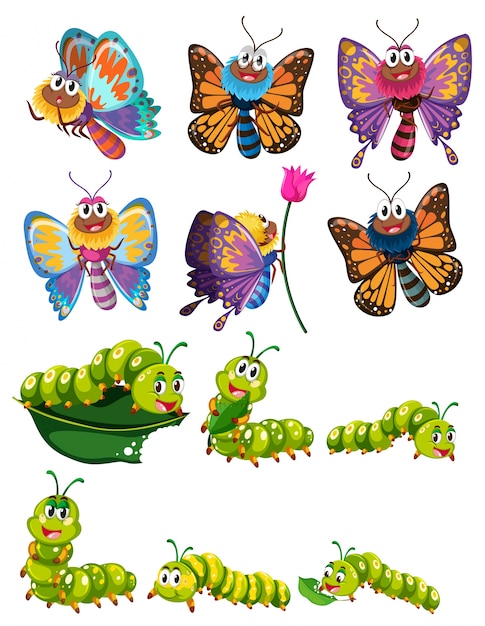 Caterpillars and butterflies with colorful wings illustration