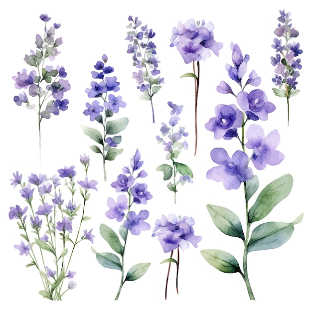 Catmint flower watercolor vector clipart white background