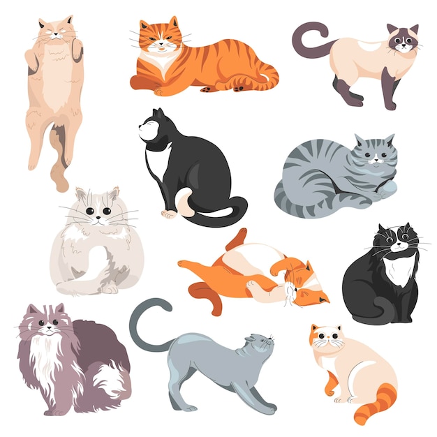 Cats breeds furry feline animals kittens vector