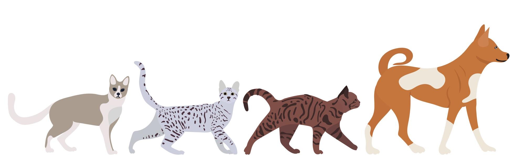 Premium Vector | Cats and dogs walking in flat design isolated vector Premium Vector | Cats and dogs walking in flat design isolated vector