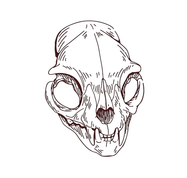 Череп кошки. Кость головы мертвого кошачьего животного. Винтажный анатомический рисунок выгравированного скелета с зубами, клыками. Жуткий набросок черепа. Контурная рисованная векторная иллюстрация на белом фоне
