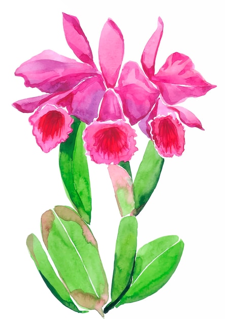 카틀레야 난초 패턴