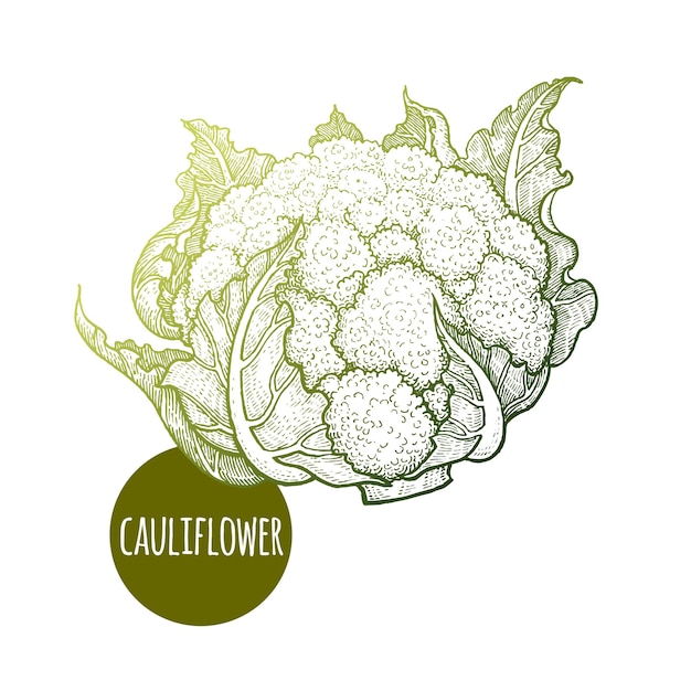 Cavolfiore disegno a mano verdure cavolo illustrazione vettoriale design della cucina