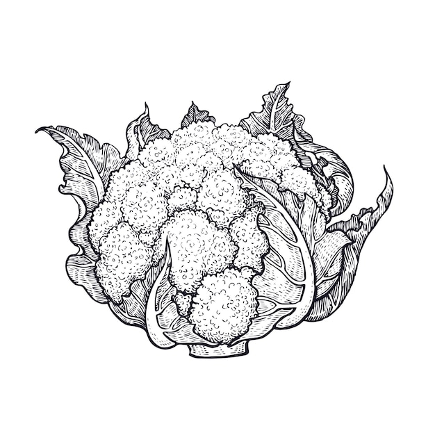 Vector cauliflower. hand drawing of vegetables. vector art illustration. isolated image of black ink on white background. vintage engraving. kitchen design for decoration recipes, menus, sign shops, markets