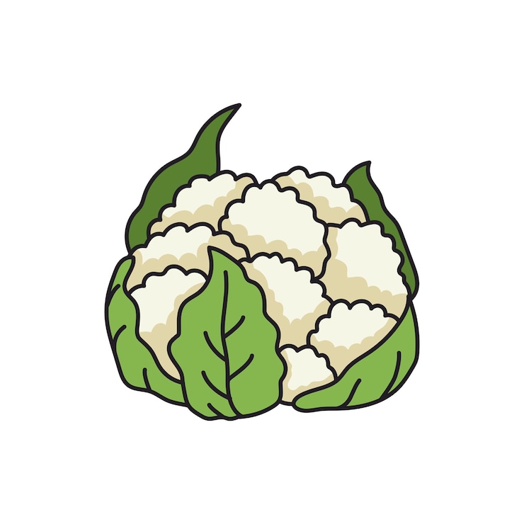 Vector cauliflower illustration