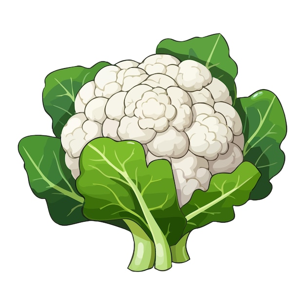 Vector cauliflower image cute image of an isolated cauliflower