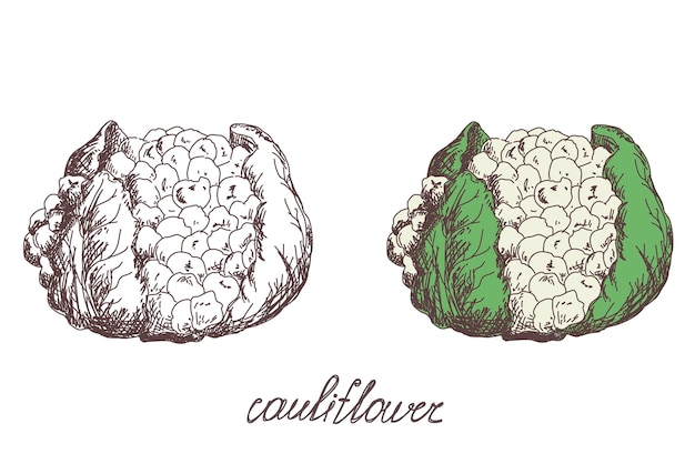 Illustrazione vettoriale disegnata a mano di cavolfiore schizzo realistico schizzo disegnato a mano cavolfiore vegetale raccolta di cibo ecologico