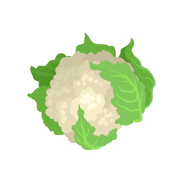 Vector cauliflower with bright green leaves natural and healthy vegetable organic farm product vegetarian nutrition flat vector icon