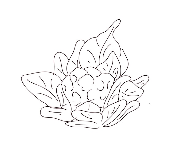 Cauliflower with leaves. Doodle or line vector illustration