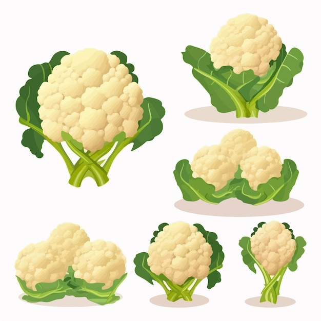 Cauliflower with leaves and stem vector drawing