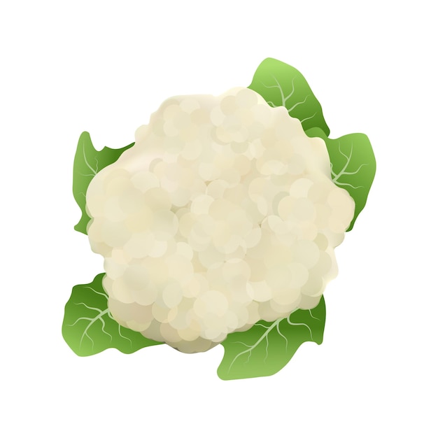 Vector cauliflower