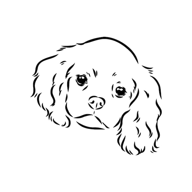 Vector cavalier king charles dog vector image silhouette