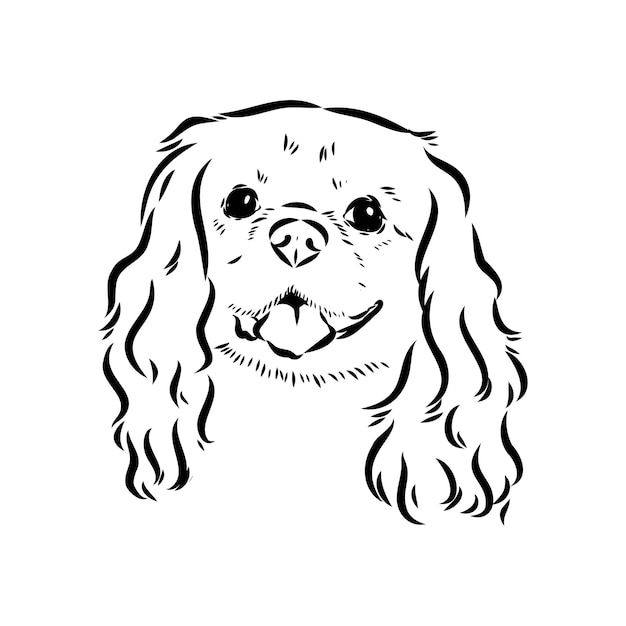 Cavalier king charles dog vector image silhouette