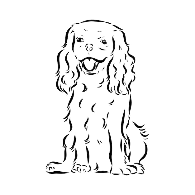 Кавалер Кинг Чарльз собака векторное изображение силуэт