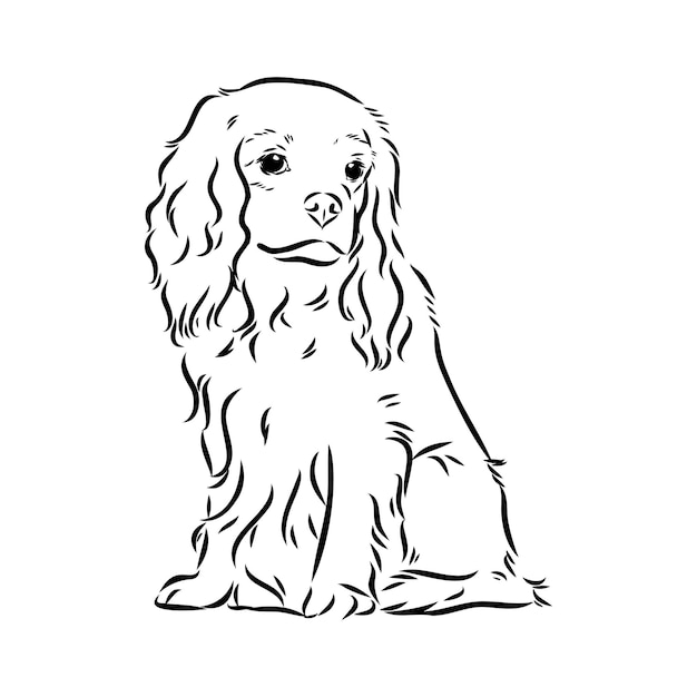 Cavalier king charles dog vector image silhouette