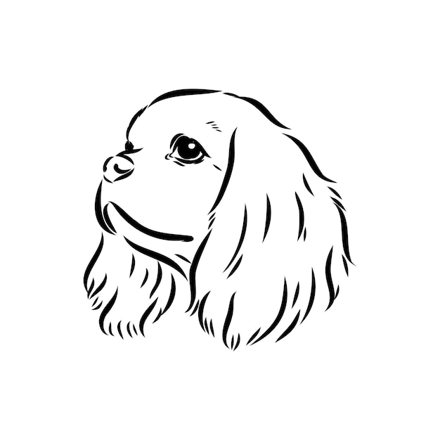 Cavalier king charles dog vector image silhouette