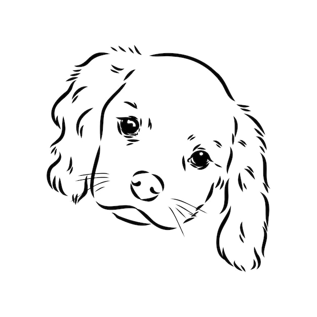 Vector cavalier king charles hond vector afbeelding silhouet