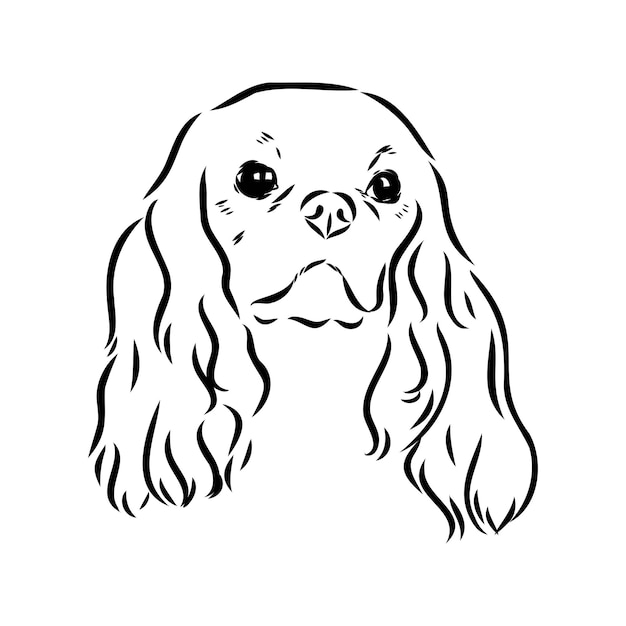 Cavalier king charles hond vector afbeelding silhouet