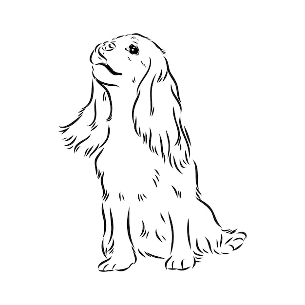 Cavalier king charles hond vector afbeelding silhouet