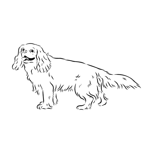 Cavalier king charles hond vector afbeelding silhouet