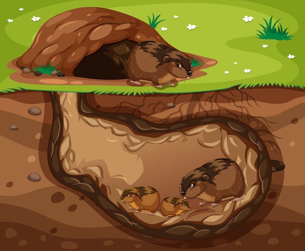 Cavia Family Living Underground