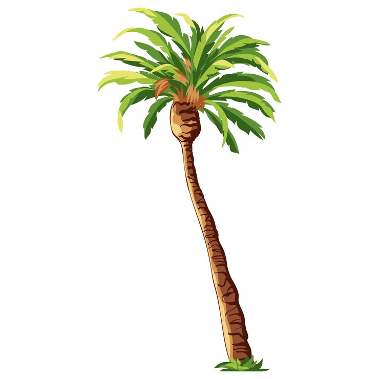 Vector ccartoon palm tree isolated on white background