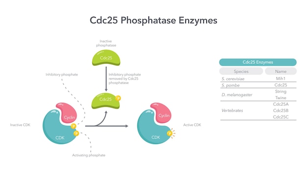 Vector cdc25 phosphatase enzymes vector illustration diagram