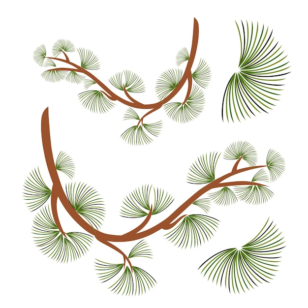 Cedar branch.Vector illustration.