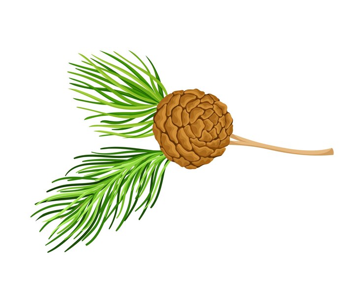 Vector cedar branch with evergreen needlelike leaves and barrelshaped brown seed cones vector illustration