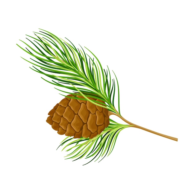 Cedar Branch with Evergreen Needlelike Leaves and Barrelshaped Brown Seed Cones Vector Illustration