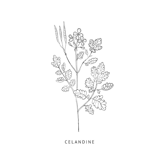 Celandine 손으로 그린 현실적인 스케치