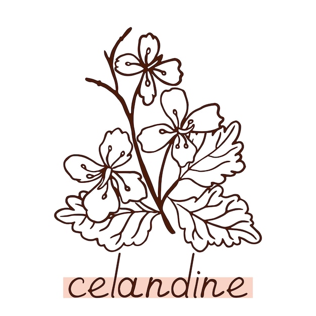 Celandine silhouette Outline medical plant on white background Vector