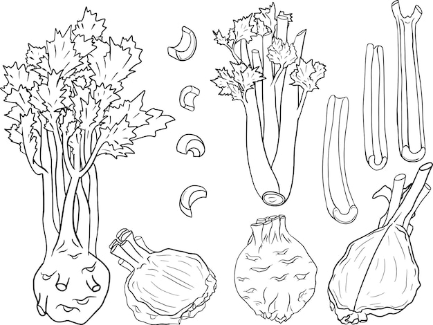 Векторная иллюстрация сельдерея, нарисованная вручную Раскраски Овощи в стиле эскиза Фермерский рынок