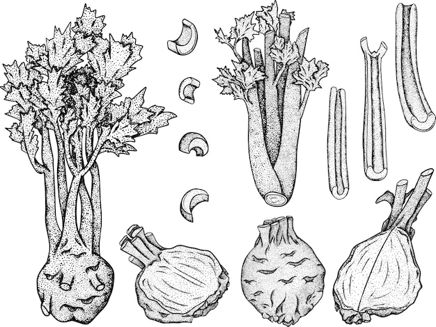 Векторная иллюстрация сельдерея, нарисованная вручную овощ в стиле эскиза фермерский рынок