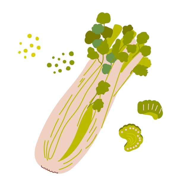 Celery Healthy vegetable Vector illustration