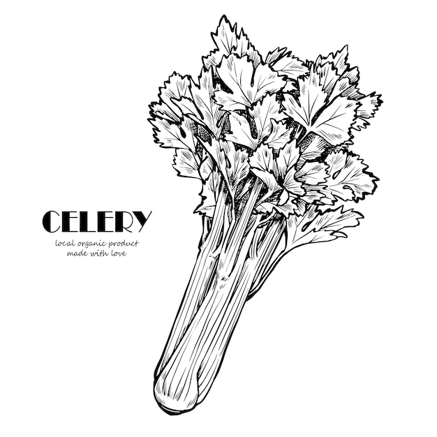 celery ink sketch isolated on white background hand drawn vector illustration retro style