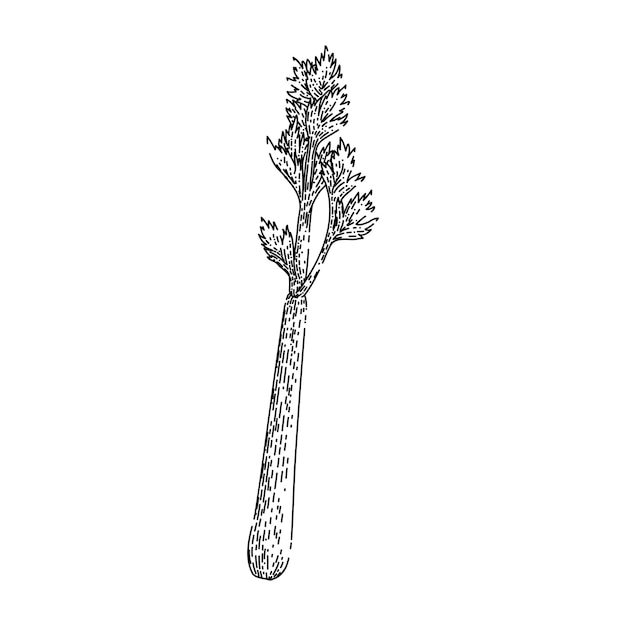 Vector celery leaf sketch hand drawn vector