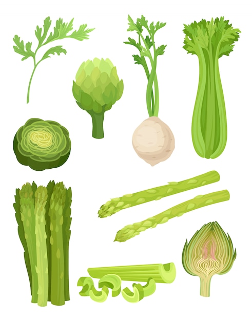 Vector celery set. organic food concept.  illustration.