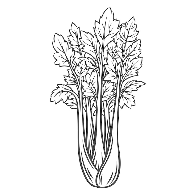 Celery vegetable outline icon, drawing monochrome illustration