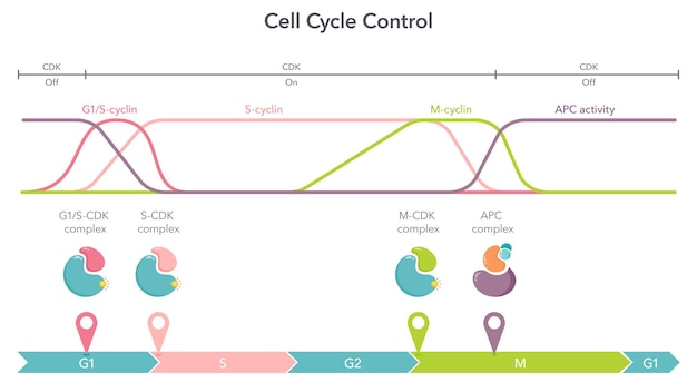 세포 주기 제어 Cyclin Cdk Complexes 과학 벡터 그림 인포그래픽