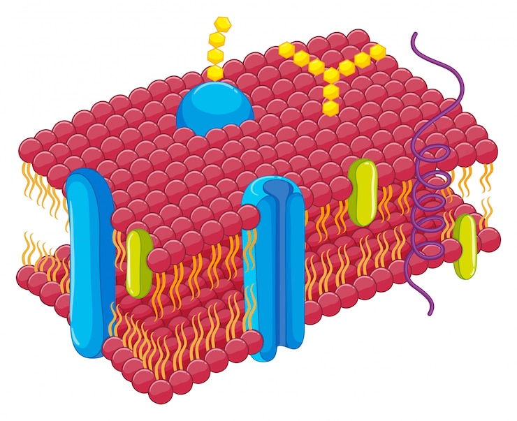 Vector cell membrane in closer look