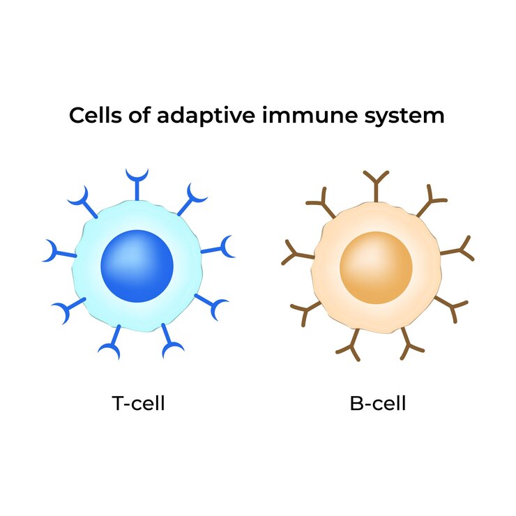 वेक्टर cells of the adaptive immune system design vector illustration