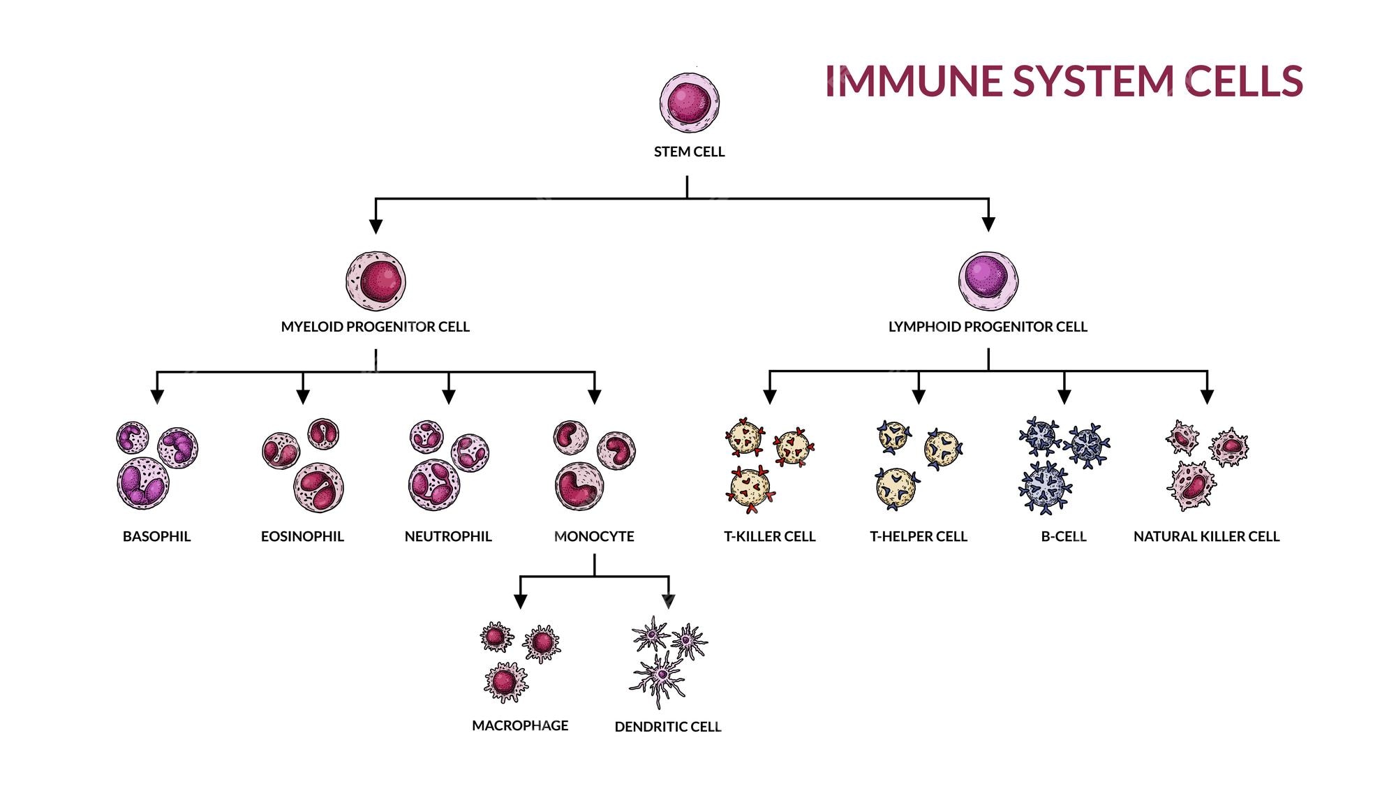 cells adaptive immune system human cells with names 521900 1201